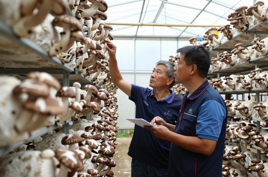 香菇菌丝