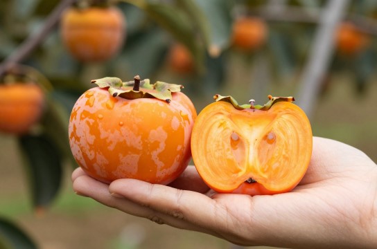 骑岸大方柿-展庭百科汇