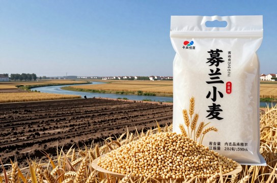 蓼兰小麦