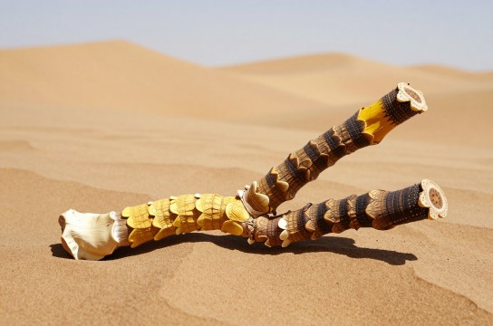 石河子肉苁蓉-展庭百科汇