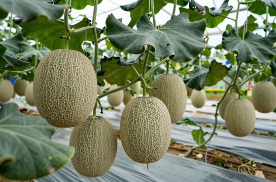 福塘大棚哈密瓜