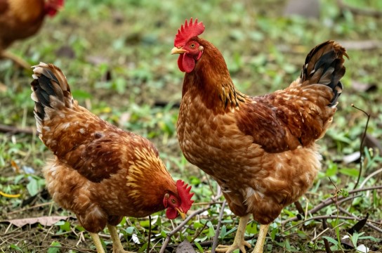 广元灰鸡-展庭百科汇