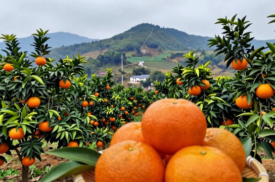 岑溪砂糖桔