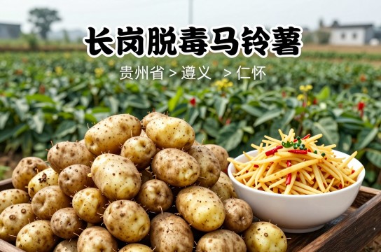 长岗脱毒马铃薯-展庭百科汇