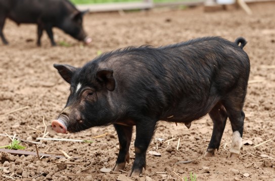 楚雄撒坝猪-展庭百科汇
