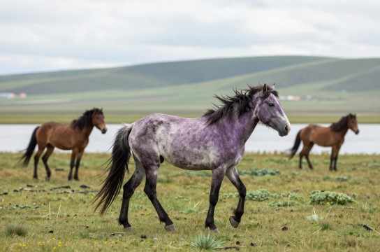 紫达木马-展庭百科汇