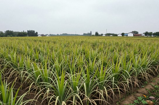 恩阳红甘蔗是哪里的特产?_四川水果特产介绍-展庭百科汇