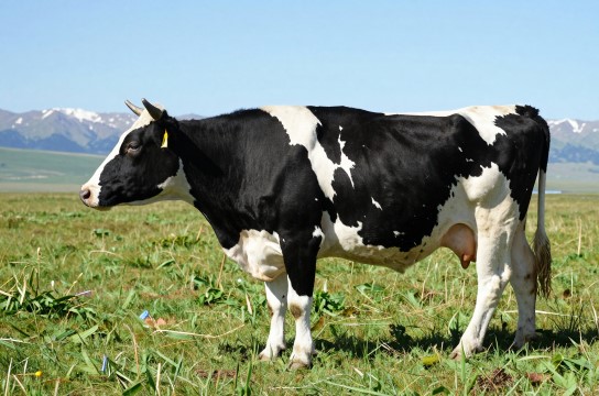 荷斯坦牛-展庭百科汇