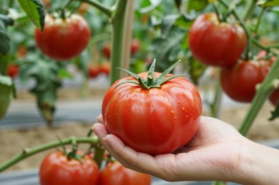 襄陵西红柿-展庭百科汇