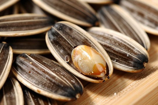 平湖杜瓜子-展庭百科汇