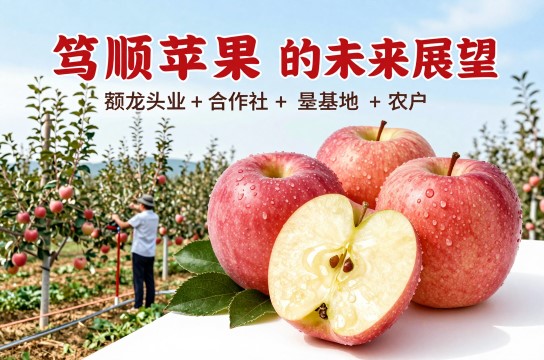 笃顺苹果-展庭百科汇