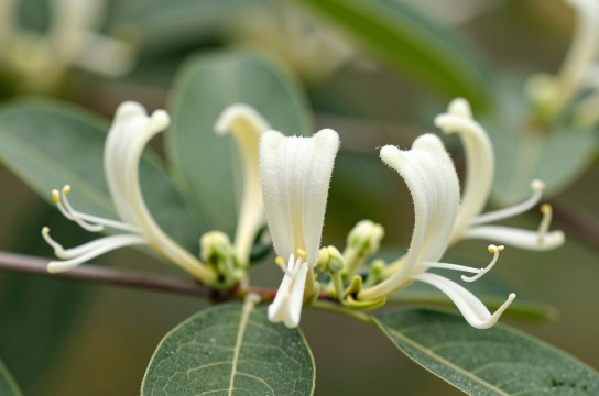 禹州金银花
