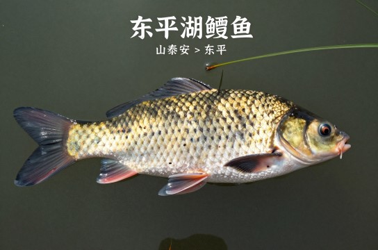 东平湖鳝鱼-展庭百科汇