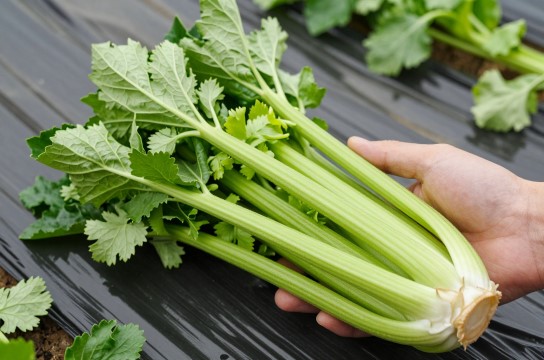 天津实心芹菜是哪里的特产?_天津农产品介绍-展庭百科汇