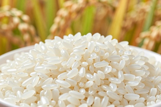 讷河大米-展庭百科汇