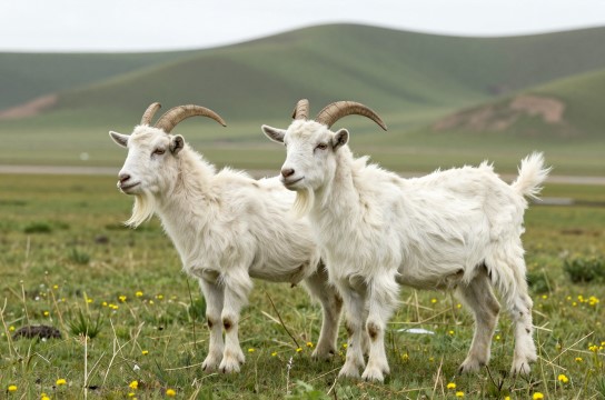 尖扎山羊-展庭百科汇