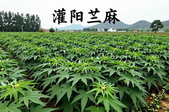 灌阳苎麻-展庭百科汇