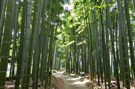 洛宁淡竹-展庭百科汇