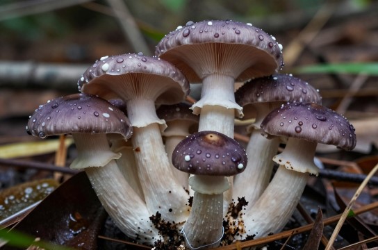 马蹄菌