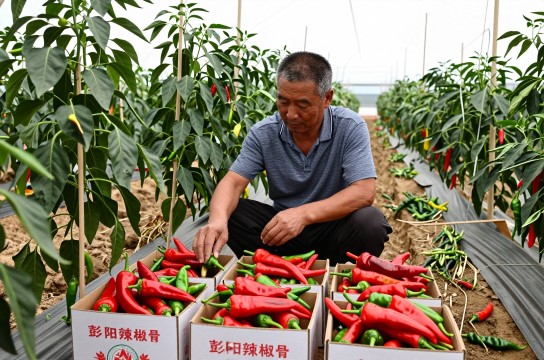 彭阳辣椒是哪里的特产?_宁夏农产品介绍-展庭百科汇