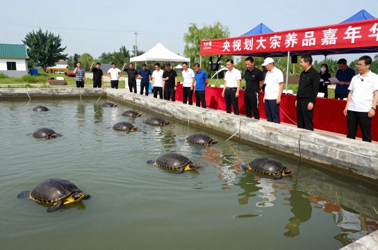 宝应甲鱼是哪里的特产?_江苏水产类介绍-展庭百科汇
