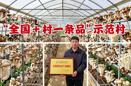 刘钟村食用菌-展庭百科汇