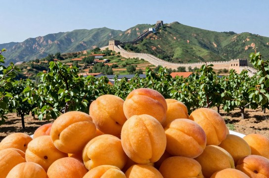 孙庄子大杏扁是哪里的特产?_河北农产品介绍-展庭百科汇