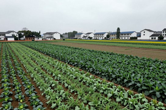 桂林无公害蔬菜