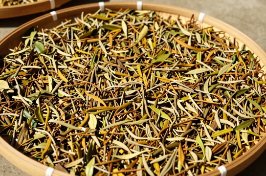 荔波苦丁茶-展庭百科汇