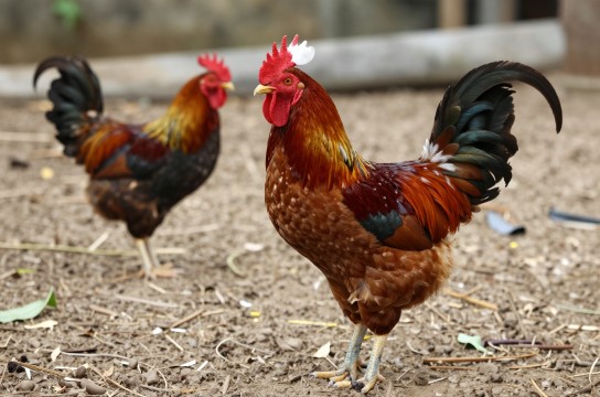 琼中山鸡-展庭百科汇