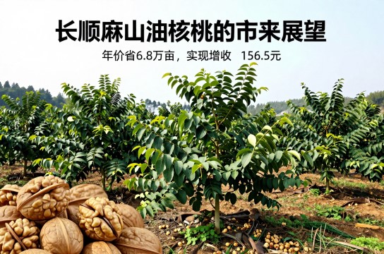 长顺麻山油核桃-展庭百科汇