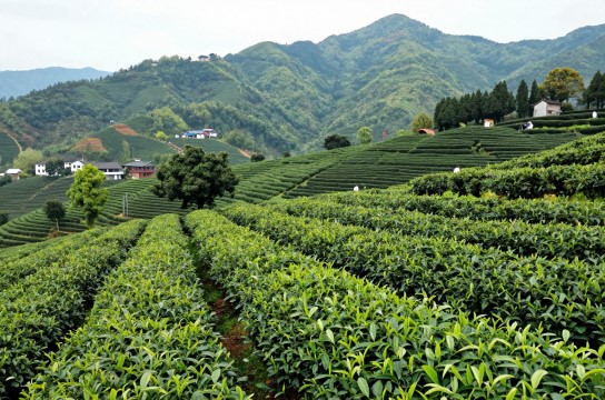平昌富硒茶是哪里的特产?_四川茶叶特产介绍-展庭百科汇