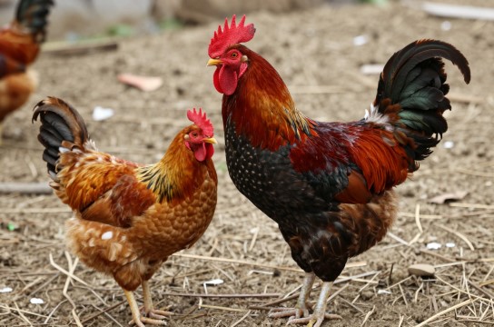 平武大红公鸡-展庭百科汇