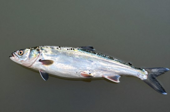 大银鱼是哪里的特产?_吉林水产品介绍-展庭百科汇