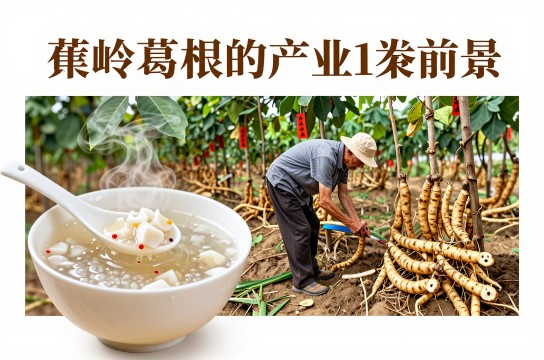 蕉岭葛根-展庭百科汇