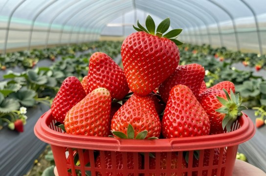 曹庵草莓是哪里的特产?_安徽水果特产介绍-展庭百科汇