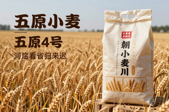 五原小麦-展庭百科汇