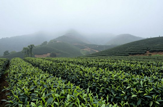 花果山云雾茶