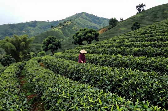 岑茶