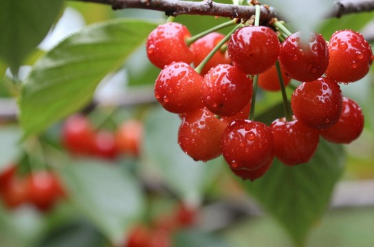 落别樱桃-展庭百科汇