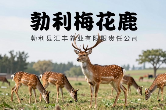 勃利梅花鹿-展庭百科汇