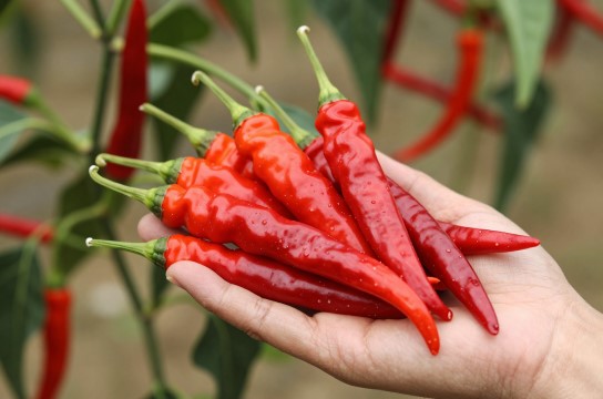 新安镇辣椒-展庭百科汇