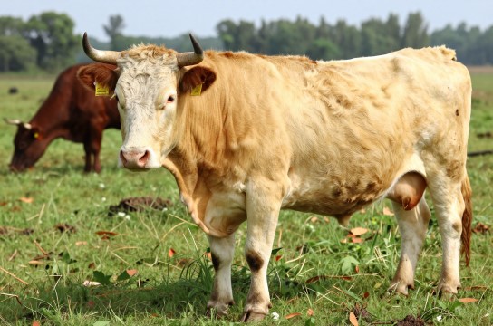 南阳牛-展庭百科汇