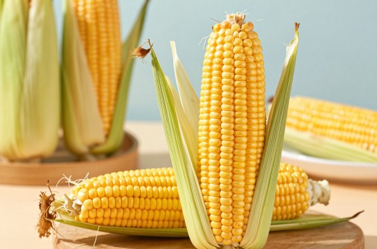 梨树玉米是哪里的特产?_黑龙江农产品介绍-展庭百科汇