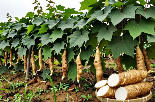 东乡葛是哪里的特产?_江西农产品介绍-展庭百科汇