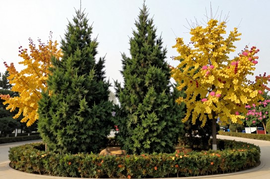 获嘉花木是哪里的特产?_河南农业特产介绍-展庭百科汇