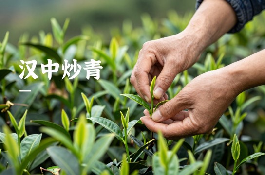 汉中炒青是哪里的特产?_陕西茶叶特产介绍-展庭百科汇
