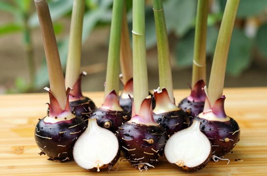 龙南江东荸荠-展庭百科汇