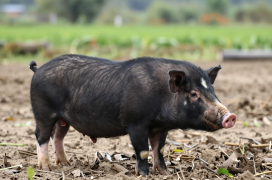 黔东南香猪-展庭百科汇