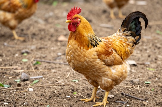 衡阳湘黄鸡是哪里的特产?_湖南禽类特产介绍-展庭百科汇